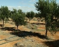 Olivos Hacienda Jiménez